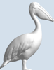 Picture of Pelican